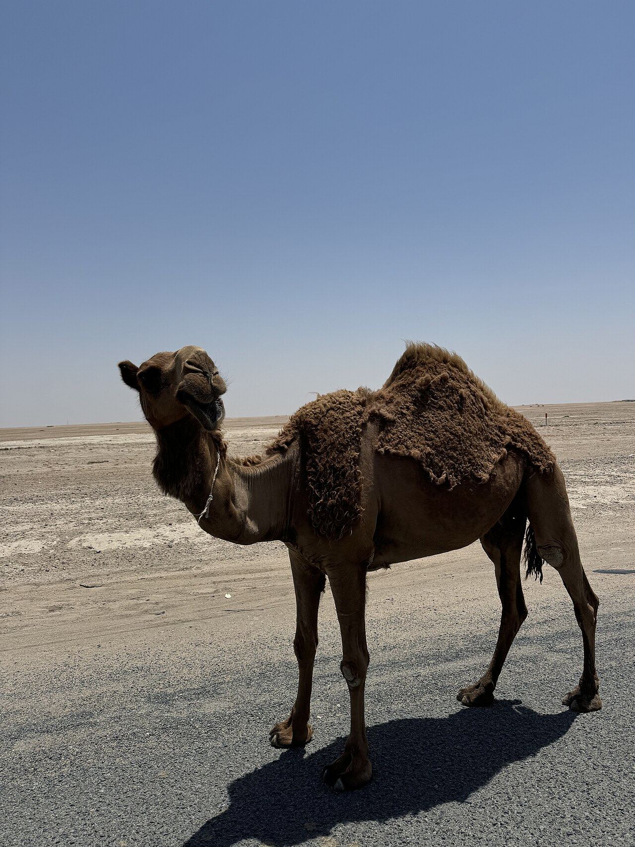 Camel Park, Mazotos, Zypern