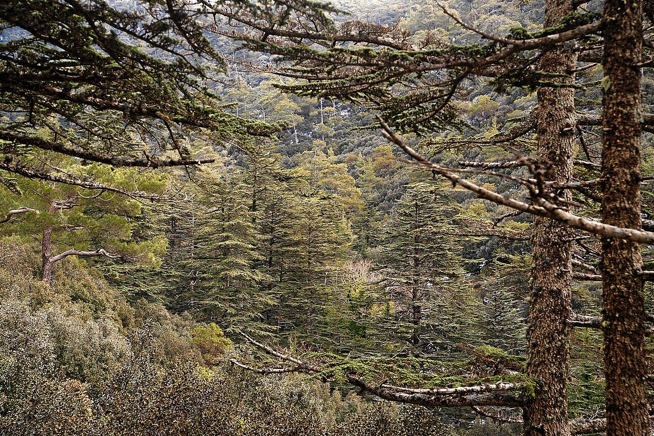 Cedar Valley, Troodos, Cyprus