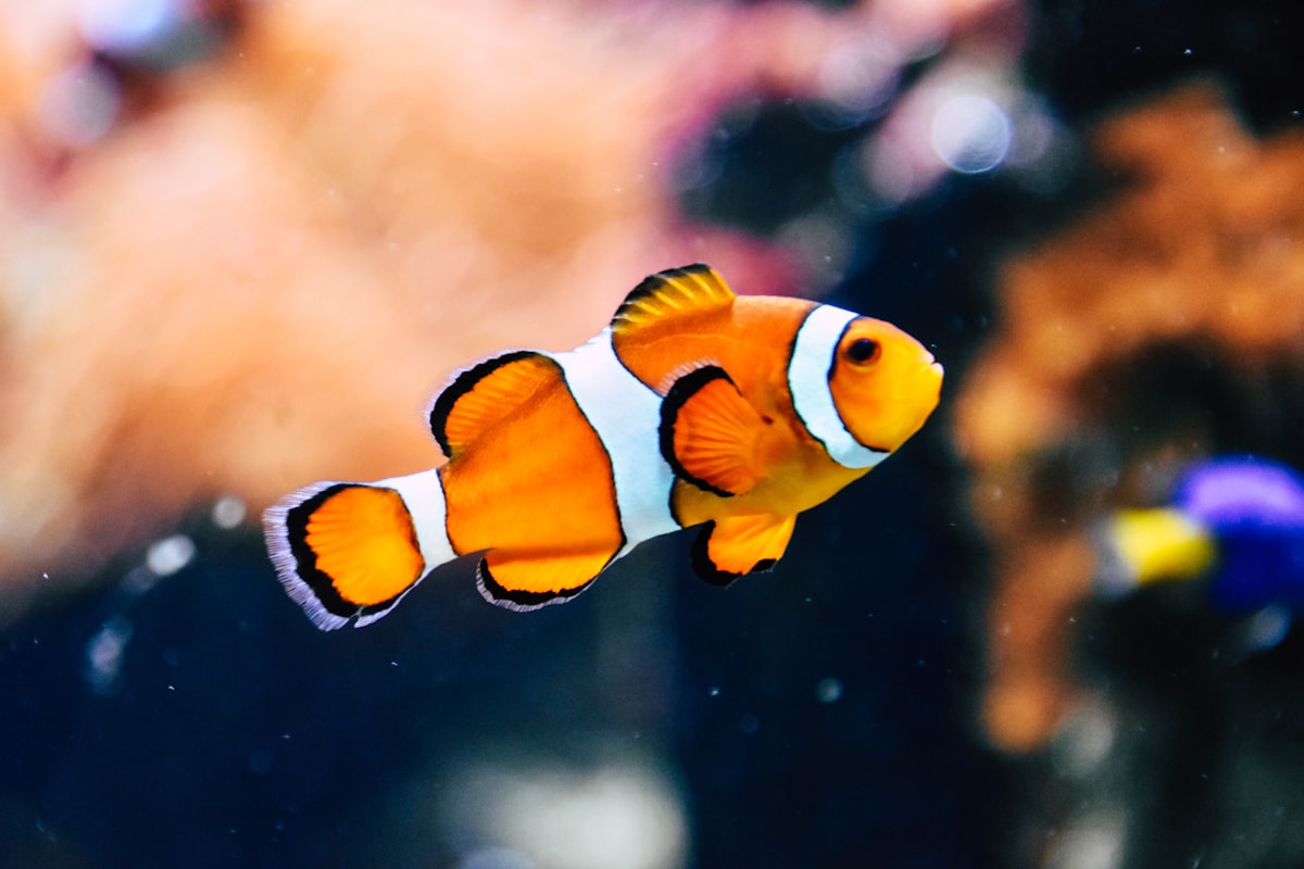 Ocean Aquarium, Protaras, Cypr